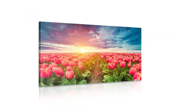 Obraz východ slnka nad lúkou s tulipánmi