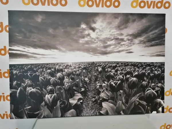 Obraz východ slnka nad lúkou s tulipánmi v čiernobielom prevedení