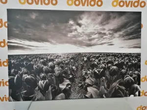 Obraz východ slnka nad lúkou s tulipánmi v čiernobielom prevedení