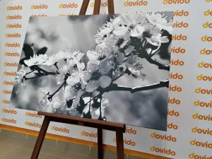 Obraz čerešňový kvet v čiernobielom prevedení