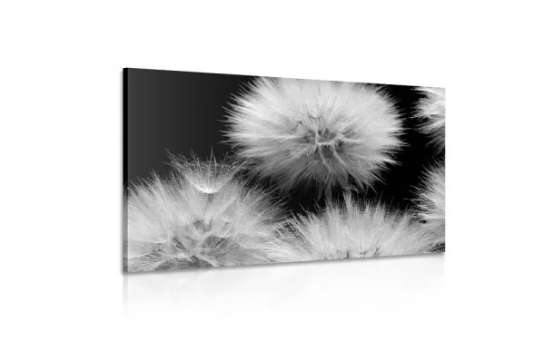 Obraz čiernobiela púpava