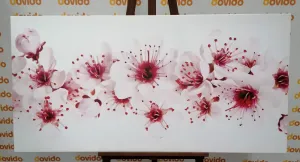 Obraz čerešňové kvety