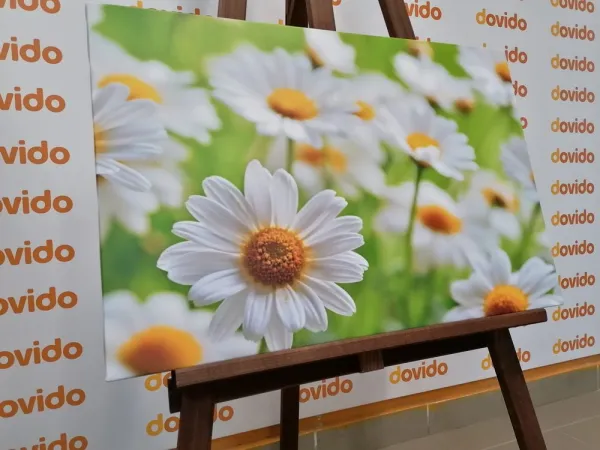 Obraz jarná lúka plná kvetov