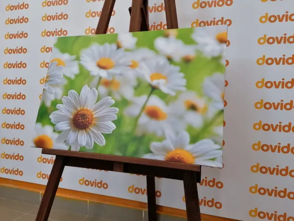 Obraz jarná lúka plná kvetov