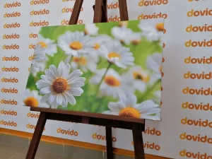 Obraz jarná lúka plná kvetov