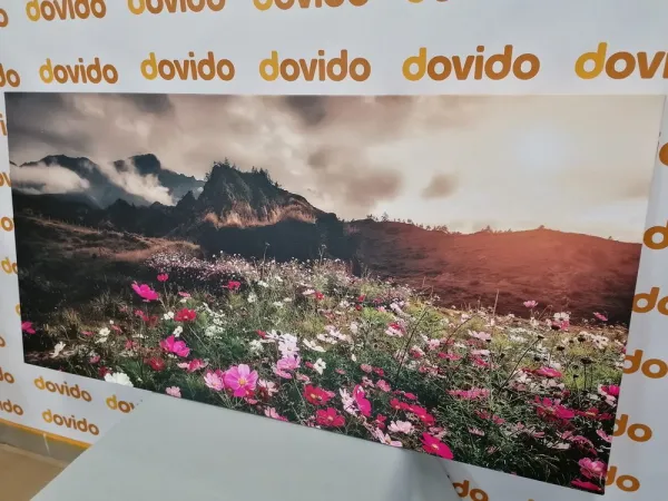 Obraz lúka kvitnúcich kvetov