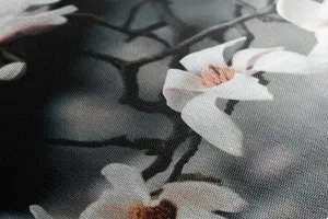 Obraz prebúdzajúca sa magnólia