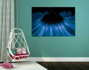 Obraz modrá gerbera na tmavom pozadí