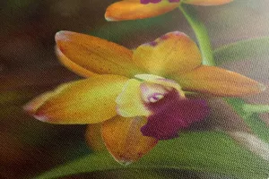 Obraz oranžová orchidea
