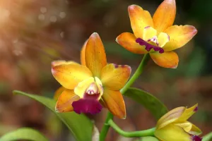 Obraz oranžová orchidea
