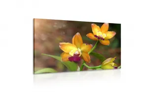 Obraz oranžová orchidea