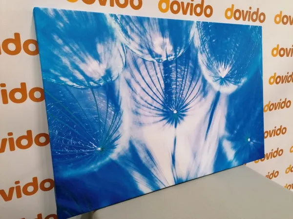 Obraz púpava v modrom prevedení