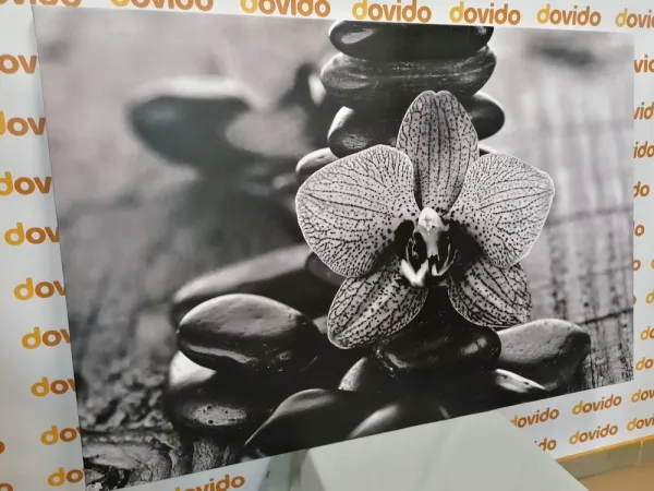 Obraz orchidea a Zen kamene v čiernobielom prevedení