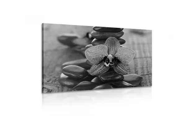 Obraz orchidea a Zen kamene v čiernobielom prevedení