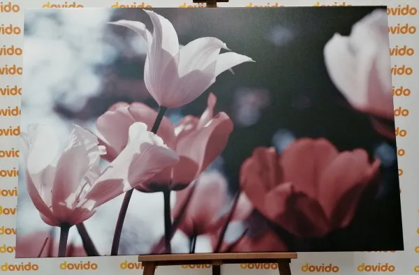 Obraz jarné tulipány v parku