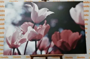 Obraz jarné tulipány v parku