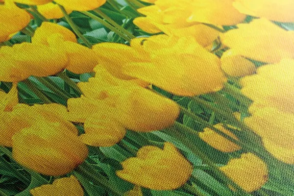 Obraz záhrada plná tulipánov