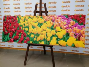 Obraz záhrada plná tulipánov