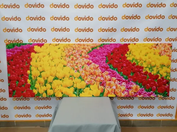 Obraz pestrofarebné tulipány