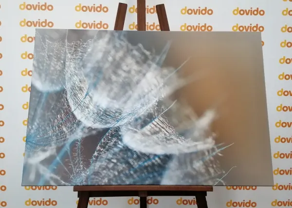 Obraz makro púpava na pozadí