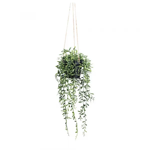UMELÁ RASTLINA SENECIO HERREIANUS II -PAZ-