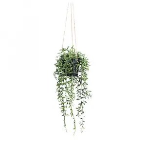 UMELÁ RASTLINA SENECIO HERREIANUS II -PAZ-