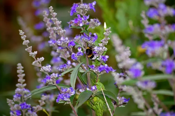 VitaminBottle VITEX agnus castus 60 kps