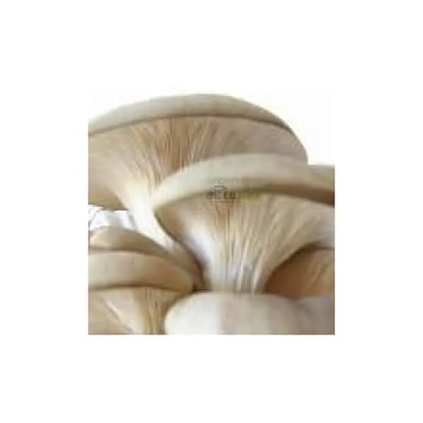 HLIVA ustricova 90 tabl.po 500 mg biomasy