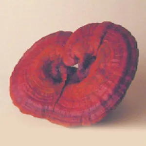 GN REISHI Ganoderma lucidum 90 tbl. po 500 mg sušenej huby