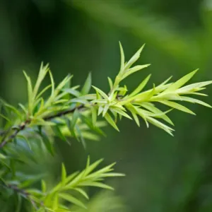 Šampón proti lupinám Čajovník s tea tree Aroma 400 ml