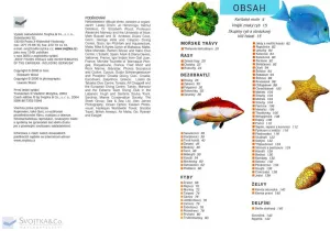 Korálové útesy Karibiku – Určovací příručka pro potápěče