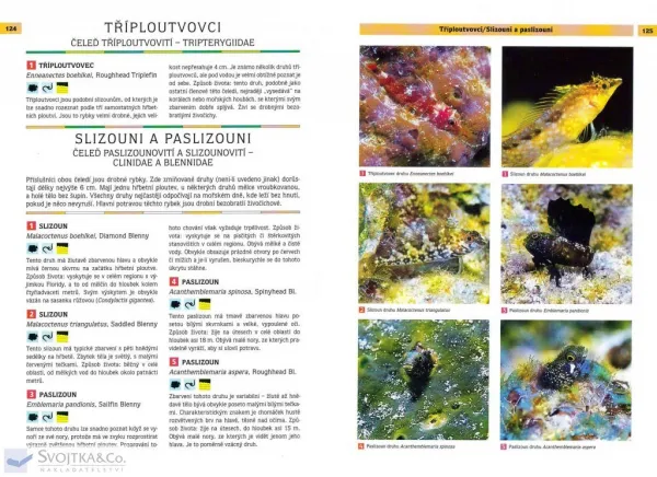 Korálové útesy Karibiku – Určovací příručka pro potápěče