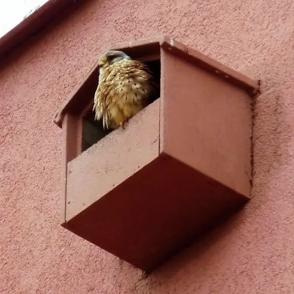 BNB Box AP-5 búdka pre sokoly, drevobetón, zelená AP-5 BNB