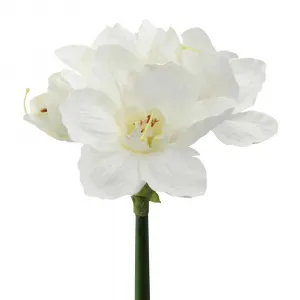 UMELÝ KVET AMARYLLIS I
