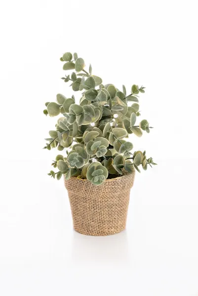 Weltbild LED umělý Eukalyptus v květináči
