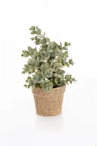 Weltbild LED umělý Eukalyptus v květináči