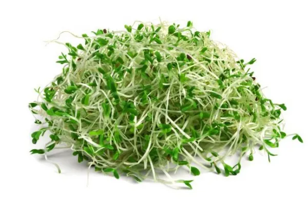 Sonnentor Alfalfa (lucerna) - semená na klíčenie 120g