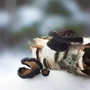 Allnature Chaga 100 kapsúl