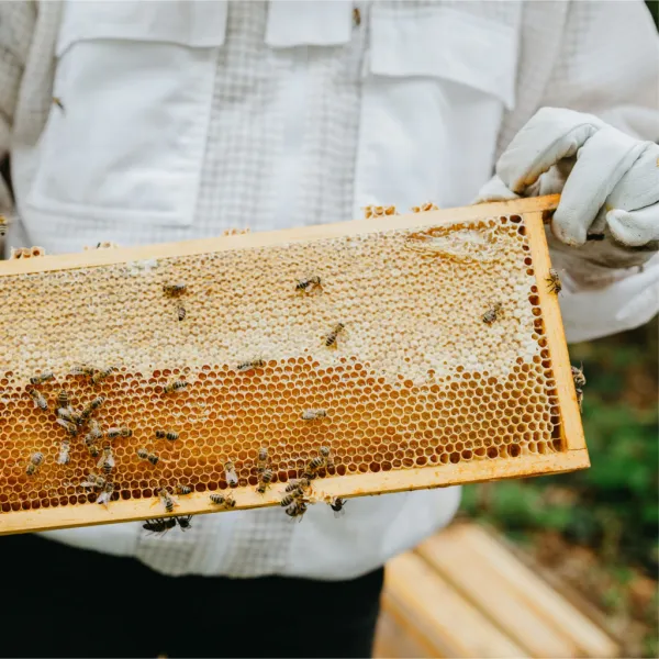 Včelařství Domovina Med s čili Obsah: 180g