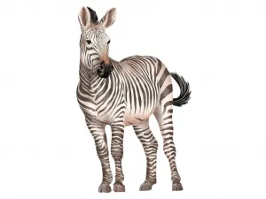 Plagát ZEBRA do detskej izby Zvoľte rozmer: 20 x 30 cm