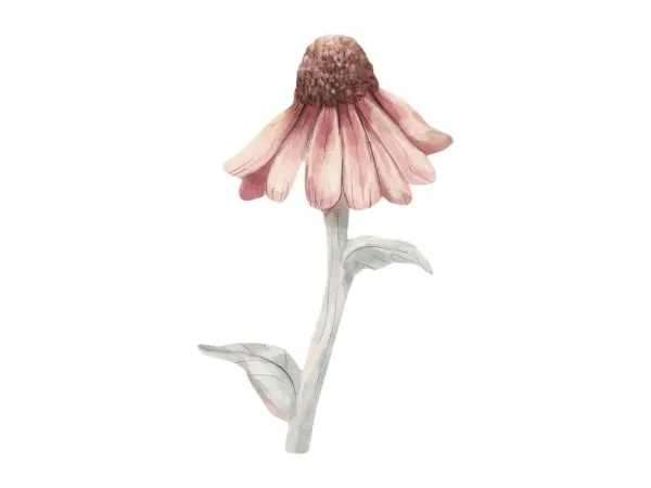 Plagát na stenu ECHINACEA Zvoľte rozmer: 20 x 30 cm