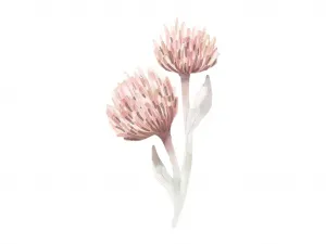 Plagát do detskej izby JETEL LUČNÍ Zvoľte rozmer: 20 x 30 cm