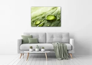 Impresi Obraz Kvapky vody na liste - 90 x 60 cm