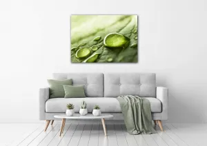 Impresi Obraz Kvapky vody na liste - 70 x 50 cm