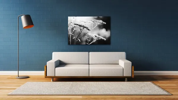 Impresi Obraz Čiernobiela lúčna kvetina - 60 x 40 cm