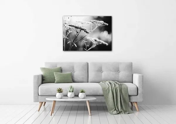 Impresi Obraz Čiernobiela lúčna kvetina - 70 x 50 cm