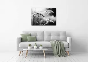 Impresi Obraz Čiernobiela lúčna kvetina - 70 x 50 cm