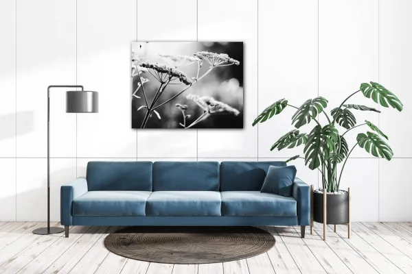 Impresi Obraz Čiernobiela lúčna kvetina - 90 x 70 cm