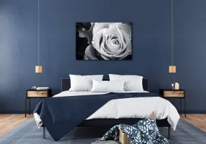 Impresi Obraz Čiernobiela ruže s kvapkami vody - 60 x 40 cm