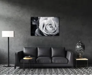 Impresi Obraz Čiernobiela ruže s kvapkami vody - 60 x 40 cm